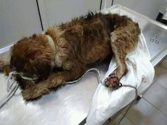 Σίσσυ,η αδέσποτη σκυλίτσα που χτυπήθηκε απο μηχανάκι