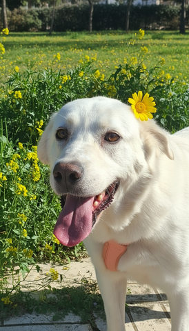 Αρκουδίτσα