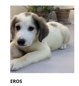 Eros