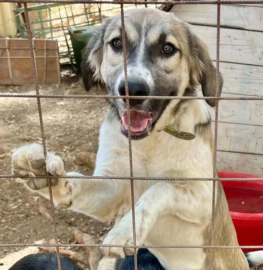 Καρολάιν!
