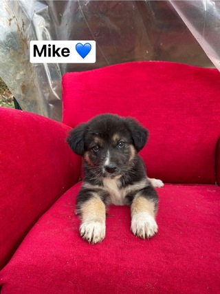 Mike
