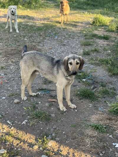 Gelert