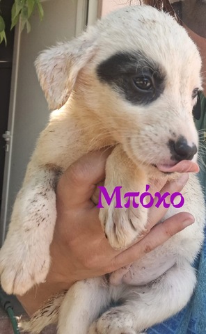 Μποκο