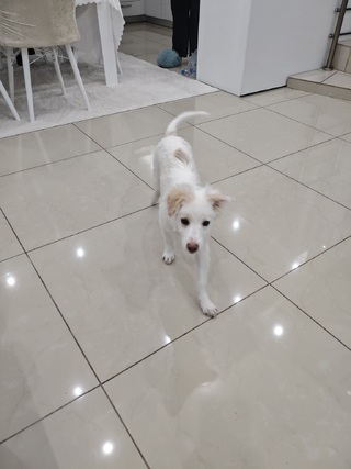 Bruno
