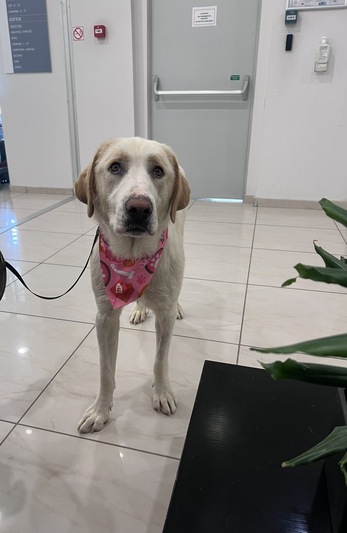 BIJOUX