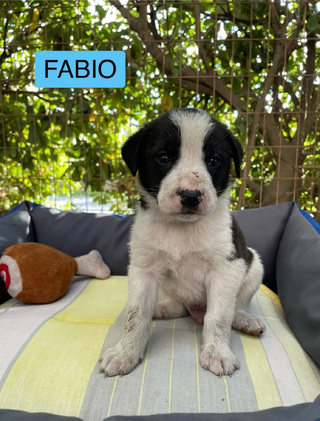 FABIO