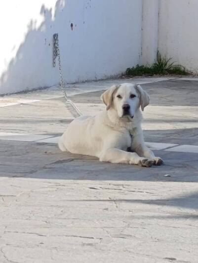Μπισκότος
