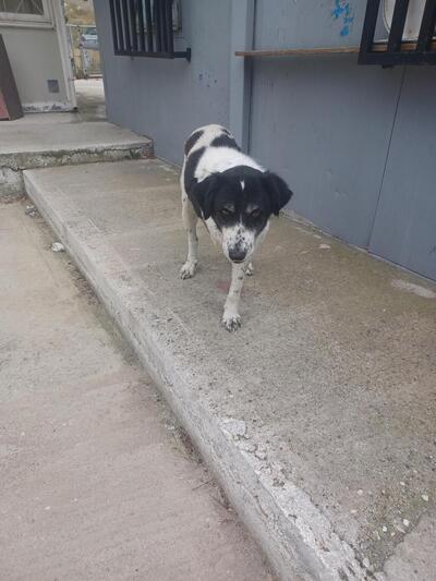 ΡΕΑ ΤΡΙΠΟΔΟ