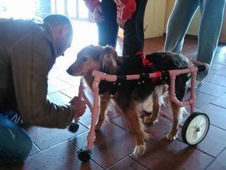 Η Ολυμπία και ο Πάρης φτιάχνουν αναπηρικά αμαξίδια για σκύλους δωρεάν!