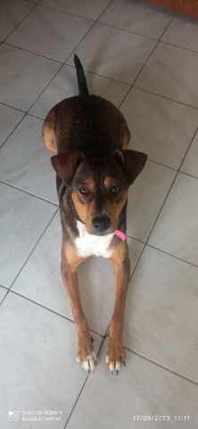Norma