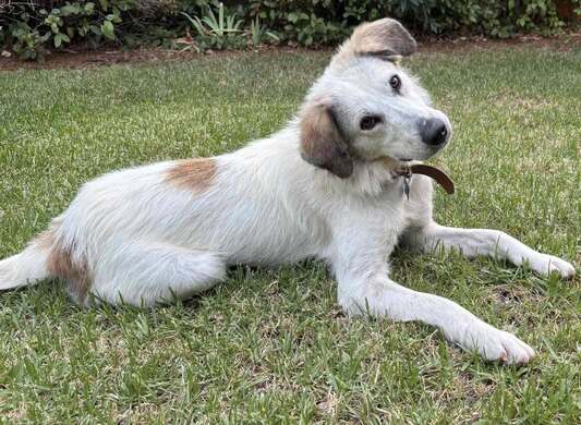 Κάρυ,Λαμπραντόρ