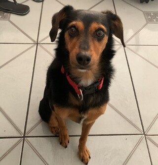 Nala