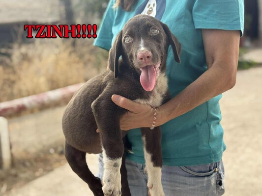 TZINI