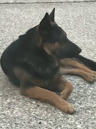 SOLO