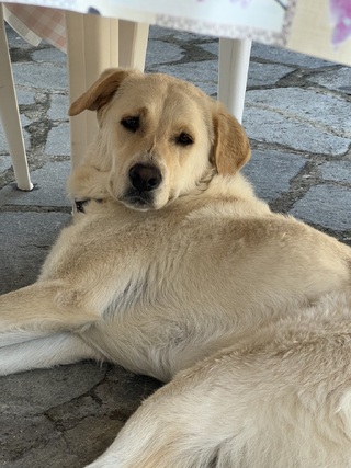 Simba