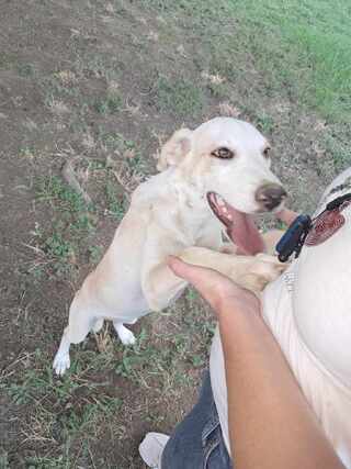 Daisy