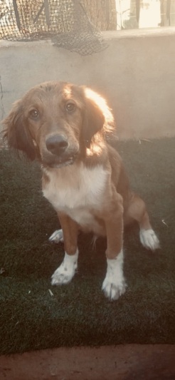 Ziggy