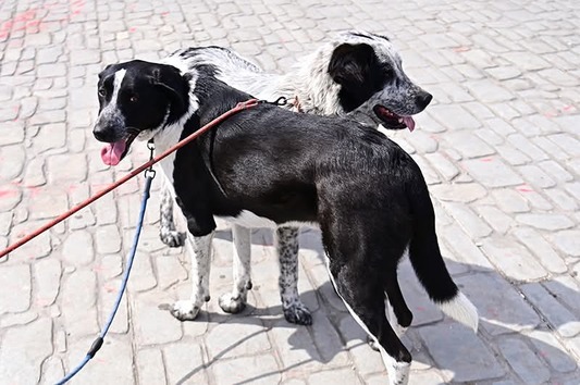 Μπιλυ και Μάρθα