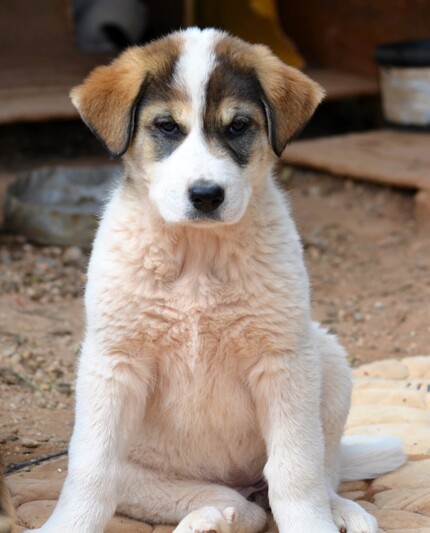 Κιρα Λαμπραντόρ