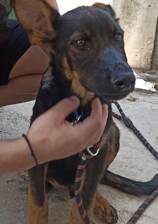 Λέων