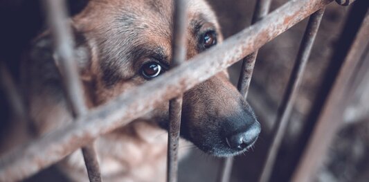 Πώς τιμωρείται η κακοποίηση ζώων σε Ευρώπη και Αμερική