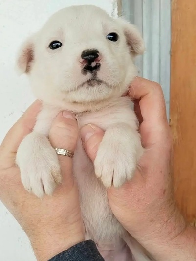 Aspen!