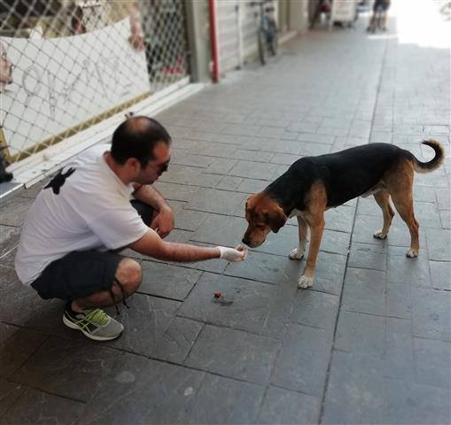 Βοηθάμε να αποπαρασιτωθούν 80 αδέσποτοι σκύλοι σε Ελευσίνα και Μαγούλα
