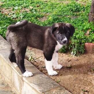 Καρδιοκλέφτρα