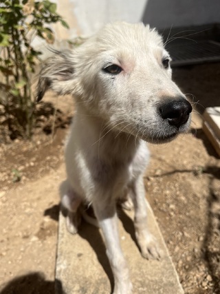 Νίκη