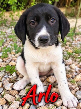 Arlo