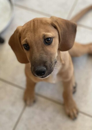 Cooper