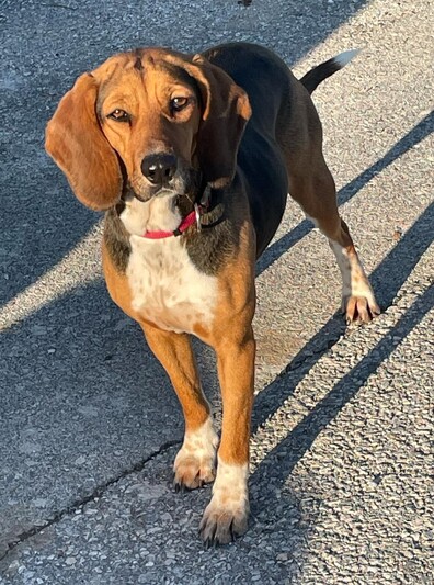 Πάτυ (Μπιγκλ)