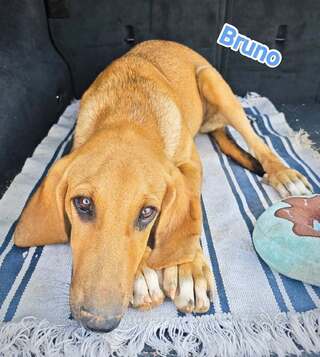 Bruno