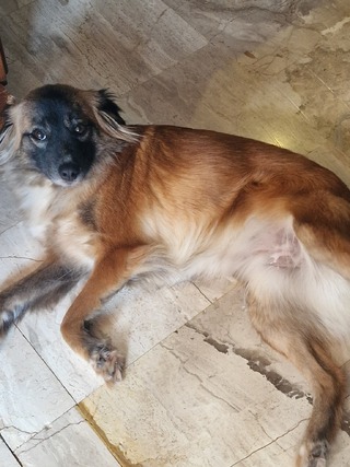 Bella