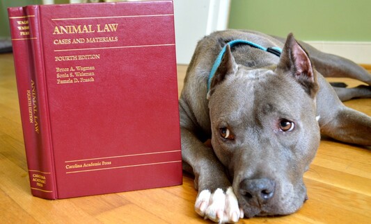 Νέα εγκύκλιος για την αυστηρή τήρηση του νόμου περί κακοποίησης ζώων συντροφιάς