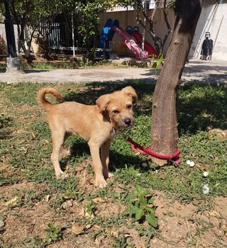 RUDY