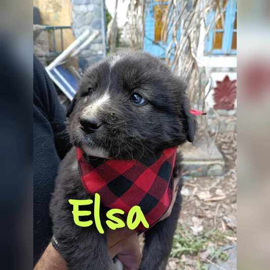 Elsa