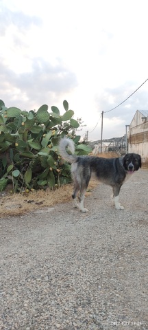 Ντεσι