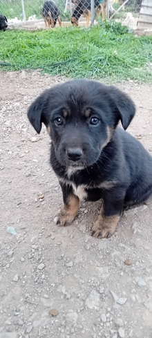 Κουταβίτσα