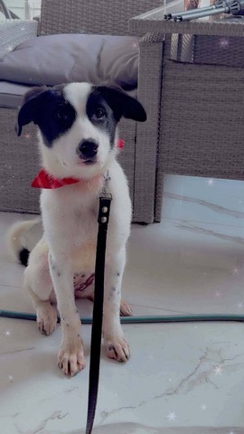 Ζωή