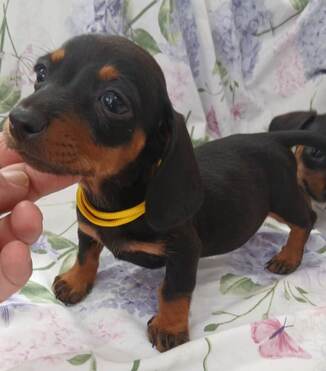 Dachshund