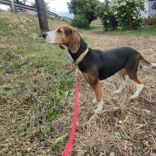 Ρέα beagle