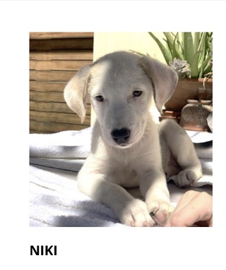 Niki