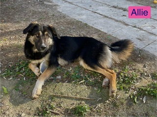 ALLIE