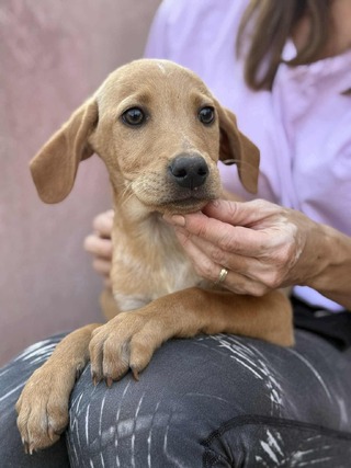 ♥️Μπράουνι ♥️