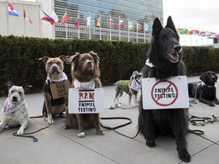 Σκύλοι διαδηλωτές έξω από τα γραφεία του ΟΗΕ