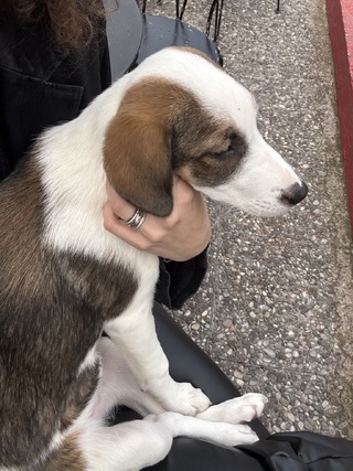 Θηλυκό κουτάβι