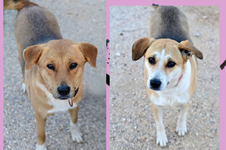 ΛΕΒΑΝΤΑ& ΝΤΑΛΙΑ