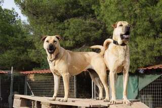 Πέγκυ κ Μαρλον