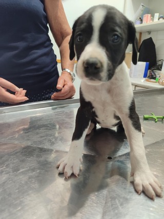 Mirabelle
